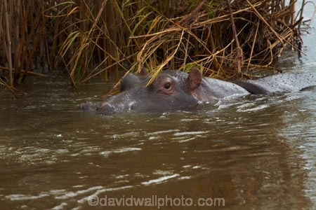 Africa;African;African-animals;African-wildlife;animal;animals;game-park;game-parks;game-reserve;game-reserves;Great-Limpopo-Transfrontier-Park;hippo;hippopotami;hippopotamus;Hippopotamus-amphibius;hippopotamuses;hippos;Kruger;Kruger-N.P.;Kruger-National-Park;Kruger-NP;Kruger-reserve;Kruger-to-Canyons-Biosphere;mammal;mammals;national-park;national-parks;Republic-of-South-Africa;river;rivers;Sabie-River;South-Africa;South-African-Republic;Southern-Africa;wildlife;wildlife-park;wildlife-parks;wildlife-reserve;wildlife-reserves
