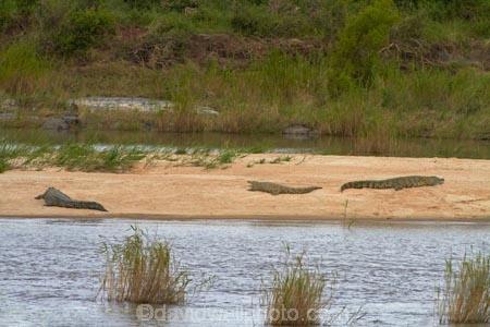 Africa;croc;crocodile;crocodiles;Crocodylus-niloticus;crocs;game-drive;game-park;game-parks;game-reserve;game-reserves;game-viewing;Great-Limpopo-Transfrontier-Park;Kruger;Kruger-N.P.;Kruger-National-Park;Kruger-NP;Kruger-reserve;Kruger-to-Canyons-Biosphere;Letaba-River;national-park;national-parks;natural;nature;Nile-crocodile;Nile-crocodiles;reptile;reptiles;Republic-of-South-Africa;reserve;reserves;river;rivers;South-Africa;South-African-Republic;Southern-Africa;wild;wilderness;wildlife;wildlife-park;wildlife-parks;wildlife-reserve;wildlife-reserves