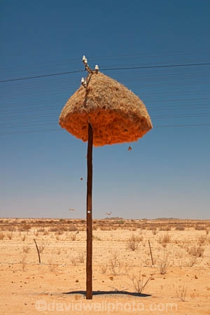 africa;african;animal;big-large;bird-birds;bird-nest;bird-nests;birds-nest;birds-nests;colonies;colony;communities;community;giant-nest;group;home;huge;huge-nest;line;lines;nest;nests;Northern-Cape-Province;Philetairus-socius;pole;poles;post;posts;power-line;power-lines;power-pole;power-poles;Republic-of-South-Africa;sociable;Sociable-Weaver;Sociable-Weaver-Nest;Sociable-Weavers;Sociable-Weavers-Nest;social;Social-Weaver;social-weaver-nest;Social-Weavers;Social-Weavers-Nest;South-Africa;South-African-Republic;Southern-Africa;Southern-Namiba;telegraph-line;telegraph-lines;telegraph-pole;telegraph-poles;tree;trees;weaver;weavers;wildlife;wire;wires