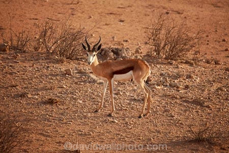 Africa;African;animal;animals;antelope;antelopes;Antidorcas-marsupialis;Botswana;desert;deserts;game-park;game-parks;game-reserve;game-reserves;Gemsbok-National-Park;Kalahari-Desert;Kalahari-Gemsbok-N.P.;Kalahari-Gemsbok-National-Park;Kalahari-Gemsbok-NP;Kgalagadi;Kgalagadi-Park;Kgalagadi-Transfrontier-Park;mammal;mammals;national-park;national-parks;park;parks;Republic-of-South-Africa;safari;safaris;South-Africa;South-African-Republic;Southern-Africa;springbok;springboks;springbuck;wilderness;wildlife;wildlife-park;wildlife-parks;wildlife-reserve;wildlife-reserves