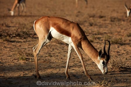 Africa;animal;animals;antelope;antelopes;Antidorcas-marsupialis;Botswana;desert;deserts;game-park;game-parks;game-reserve;game-reserves;Gemsbok-National-Park;Kalahari-Desert;Kalahari-Gemsbok-N.P.;Kalahari-Gemsbok-National-Park;Kalahari-Gemsbok-NP;Kgalagadi;Kgalagadi-Park;Kgalagadi-Transfrontier-Park;mammal;mammals;national-park;national-parks;park;parks;Republic-of-South-Africa;safari;safaris;South-Africa;South-African-Republic;Southern-Africa;springbok;springboks;springbuck;wilderness;wildlife;wildlife-park;wildlife-parks;wildlife-reserve;wildlife-reserves