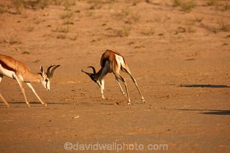 Africa;agression;agressive;animal;animals;antelope;antelopes;Antidorcas-marsupialis;Botswana;desert;deserts;fight;fighting;game-park;game-parks;game-reserve;game-reserves;Gemsbok-National-Park;Kalahari-Desert;Kalahari-Gemsbok-N.P.;Kalahari-Gemsbok-National-Park;Kalahari-Gemsbok-NP;Kgalagadi;Kgalagadi-Park;Kgalagadi-Transfrontier-Park;male;males;mammal;mammals;national-park;national-parks;park;parks;Republic-of-South-Africa;safari;safaris;South-Africa;South-African-Republic;Southern-Africa;springbok;springboks;springbuck;wilderness;wildlife;wildlife-park;wildlife-parks;wildlife-reserve;wildlife-reserves