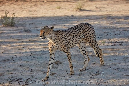 Acinonyx-jubatus;Africa;animal;animals;Botswana;carnivore;carnivores;cat;cats;Cheetah;Cheetahs;desert;deserts;feline;game-drive;game-viewing;Gemsbok-National-Park;hunter;hunters;Kalahari-Desert;Kalahari-Gemsbok-N.P.;Kalahari-Gemsbok-National-Park;Kalahari-Gemsbok-NP;Kgalagadi;Kgalagadi-Park;Kgalagadi-Transfrontier-Park;mammal;mammals;national-park;national-parks;natural;nature;park;parks;predator;predators;Republic-of-South-Africa;reserve;reserves;safari;safaris;South-Africa;South-African-Republic;Southern-Africa;spot;spots;spotted;wild;wilderness;wildlife