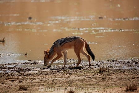 Africa;African;animal;animals;black-backed-jackal;black-backed-jackals;black_backed-jackal;black_backed-jackals;Botswana;Canidae;canine;canines;Canis-mesomelas;Carnivora;carnivore;carnivores;desert;deserts;game-park;game-parks;game-reserve;game-reserves;Gemsbok-National-Park;jackal;jackals;Kalahari-Desert;Kalahari-Gemsbok-N.P.;Kalahari-Gemsbok-National-Park;Kalahari-Gemsbok-NP;Kgalagadi;Kgalagadi-Park;Kgalagadi-Transfrontier-Park;Lupulella-mesomelas;mammal;mammals;national-park;national-parks;omnivore;omnivores;park;parks;predator;predators;rainy-season;red-jackal;Republic-of-South-Africa;safari;safaris;scavenger;scavengers;silver_backed;South-Africa;South-African-Republic;Southern-Africa;summer;wet-season;wilderness;wildlife;wildlife-park;wildlife-parks;wildlife-reserve;wildlife-reserves