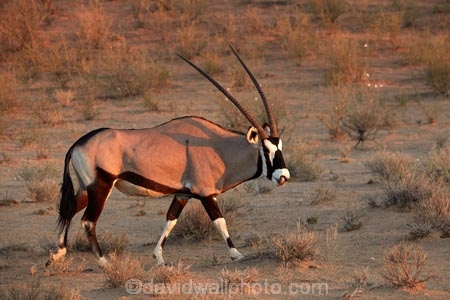 Africa;african;Animal;Animals;Antelope;Antelopes;arid;Botswana;desert;deserts;Gemsbok;Gemsbok-National-Park;gemsboks;horns;Kalahari-Desert;Kalahari-Gemsbok-N.P.;Kalahari-Gemsbok-National-Park;Kalahari-Gemsbok-NP;Kgalagadi;Kgalagadi-Park;Kgalagadi-Transfrontier-Park;Mammal;Mammals;national-park;national-parks;natural;Nature;Oryx;Oryx-gazella;oryxes;oryxs;park;parks;remote;remoteness;Republic-of-South-Africa;reserve;reserves;safari;safaris;South-Africa;South-African-Republic;Southern-Africa;Wild;wilderness;Wildlife