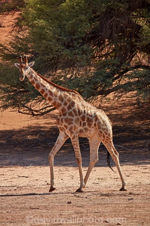 Africa;African;African-wildlife;Angolan-giraffe;animal;animals;Botswana;desert;deserts;game-drive;game-viewing;Gemsbok-National-Park;Giraffa-camelopardalis;Giraffa-camelopardalis-angolensis;giraffe;giraffes;herd;herds;Kalahari-Desert;Kalahari-Gemsbok-N.P.;Kalahari-Gemsbok-National-Park;Kalahari-Gemsbok-NP;Kgalagadi;Kgalagadi-Park;Kgalagadi-Transfrontier-Park;mammal;mammals;national-park;national-parks;natural;nature;park;parks;Republic-of-South-Africa;reserve;reserves;safari;safaris;South-Africa;South-African-Republic;Southern-Africa;tall;wild;wilderness;wildlife
