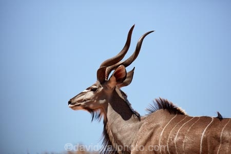 Africa;African;African-animals;African-wildlife;animal;animals;antelope;antelopes;Botswana;desert;deserts;game-drive;game-park;game-parks;game-reserve;game-reserves;game-viewing;Gemsbok-National-Park;Greater-kudu;Greater-kudus;Kalahari-Desert;Kalahari-Gemsbok-N.P.;Kalahari-Gemsbok-National-Park;Kalahari-Gemsbok-NP;Kgalagadi;Kgalagadi-Park;Kgalagadi-Transfrontier-Park;kudu;kudus;male;male-greater-kudu;male-greater-kudus;male-kudu;male-kudus;males;mammal;mammals;national-park;national-parks;natural;nature;park;parks;Republic-of-South-Africa;reserve;reserves;safari;safaris;South-Africa;South-African-Republic;Southern-Africa;Tragelaphus-strepsiceros;wild;wilderness;wildlife;wildlife-park;wildlife-parks;wildlife-reserve;wildlife-reserves