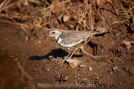 Africa;African-animals;African-wildlife;animal;animals;avian;bird;bird-spotting;bird-watching;bird_watching;birds;Charadrius-tricollaris;eco-tourism;eco_tourism;ecotourism;Fauna;game-drive;game-park;game-parks;game-reserve;game-reserves;game-viewing;Great-Limpopo-Transfrontier-Park;Kruger;Kruger-N.P.;Kruger-National-Park;Kruger-NP;Kruger-reserve;Kruger-to-Canyons-Biosphere;national-park;national-parks;natural;nature;Ornithology;plover;plovers;Republic-of-South-Africa;reserve;reserves;safari;safaris;sandplover;sandplovers;South-Africa;South-African-Republic;Southern-Africa;three-banded-plover;three-banded-sandplover;three_banded-plover;three_banded-sandplover;wild;wilderness;wildlife;wildlife-park;wildlife-parks;wildlife-reserve;wildlife-reserves