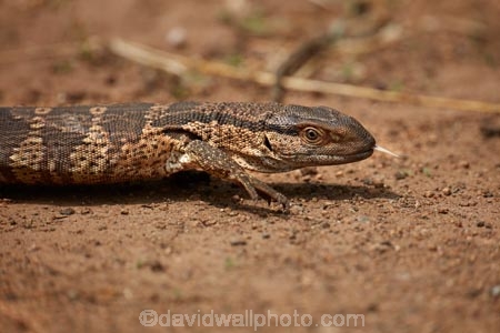 Africa;African;African-animals;African-wildlife;animal;animals;game-drive;game-park;game-parks;game-reserve;game-reserves;game-viewing;Great-Limpopo-Transfrontier-Park;Kruger;Kruger-N.P.;Kruger-National-Park;Kruger-NP;Kruger-reserve;Kruger-to-Canyons-Biosphere;leguaan;leguaans;lizard;lizards;monitor-lizard;monitor-lizards;national-park;national-parks;natural;nature;Nile-monitor;Nile-monitors;reptile;reptiles;Republic-of-South-Africa;reserve;reserves;river-leguaan;river-leguaans;safari;safaris;South-Africa;South-African-Republic;Southern-Africa;Varanidae;Varanus-niloticus;water-leguaan;water-leguaans;water-monitor;water-monitor-lizard;water-monitor-lizards;water-monitors;wild;wilderness;wildlife;wildlife-park;wildlife-parks;wildlife-reserve;wildlife-reserves