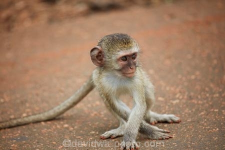 Africa;African;African-animals;African-wildlife;animal;animals;babies;baby;Chlorocebus-pygerythrus;Chlorocebus-pygerythrus-pygerythus;game-drive;game-park;game-parks;game-reserve;game-reserves;game-viewing;Great-Limpopo-Transfrontier-Park;infant;infants;juvenile;juveniles;Kruger;Kruger-N.P.;Kruger-National-Park;Kruger-NP;Kruger-reserve;Kruger-to-Canyons-Biosphere;mammal;mammals;monkey;monkeys;national-park;national-parks;natural;nature;primate;primates;Republic-of-South-Africa;reserve;reserves;safari;safaris;South-Africa;South-African-Republic;Southern-Africa;Vervet;Vervet-monkey;Vervet-monkeys;Vervets;wild;wilderness;wildlife;wildlife-park;wildlife-parks;wildlife-reserve;wildlife-reserves