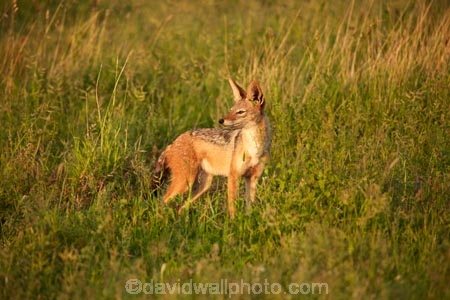 Africa;African;African-animals;African-wildlife;animal;animals;black-backed-jackal;black-backed-jackals;black_backed-jackal;black_backed-jackals;Canidae;canine;canines;Canis-mesomelas;Carnivora;carnivore;carnivores;game-drive;game-park;game-parks;game-reserve;game-reserves;game-viewing;Great-Limpopo-Transfrontier-Park;jackal;jackals;Kruger;Kruger-N.P.;Kruger-National-Park;Kruger-NP;Kruger-reserve;Kruger-to-Canyons-Biosphere;Lupulella-mesomelas;mammal;mammals;national-park;national-parks;natural;nature;omnivore;omnivores;predator;predators;red-jackal;Republic-of-South-Africa;reserve;reserves;safari;safaris;scavenger;scavengers;silver_backed;South-Africa;South-African-Republic;Southern-Africa;wild;wilderness;wildlife;wildlife-park;wildlife-parks;wildlife-reserve;wildlife-reserves