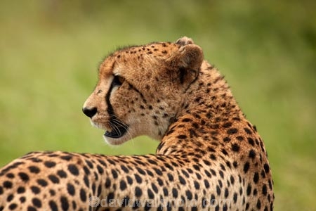 Acinonyx-jubatus;Africa;African;African-animals;African-wildlife;animal;animals;carnivore;carnivores;cat;cats;Cheetah;Cheetahs;fast;feline;game-drive;game-park;game-parks;game-reserve;game-reserves;game-viewing;Great-Limpopo-Transfrontier-Park;hunter;hunters;Kruger;Kruger-N.P.;Kruger-National-Park;Kruger-NP;Kruger-reserve;Kruger-to-Canyons-Biosphere;mammal;mammals;national-park;national-parks;natural;nature;predator;predators;Republic-of-South-Africa;reserve;reserves;safari;safaris;South-Africa;South-African-Republic;Southern-Africa;spot;spots;spotted;wild;wilderness;wildlife;wildlife-park;wildlife-parks;wildlife-reserve;wildlife-reserves