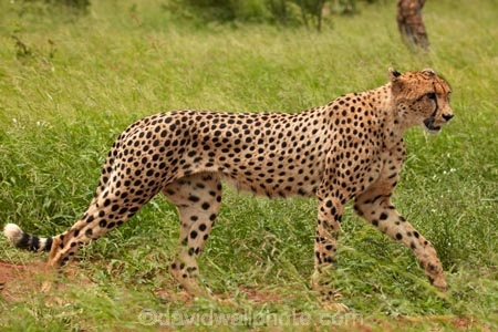 Acinonyx-jubatus;Africa;African;African-animals;African-wildlife;animal;animals;carnivore;carnivores;cat;cats;Cheetah;Cheetahs;fast;feline;game-drive;game-park;game-parks;game-reserve;game-reserves;game-viewing;Great-Limpopo-Transfrontier-Park;hunter;hunters;Kruger;Kruger-N.P.;Kruger-National-Park;Kruger-NP;Kruger-reserve;Kruger-to-Canyons-Biosphere;mammal;mammals;national-park;national-parks;natural;nature;predator;predators;Republic-of-South-Africa;reserve;reserves;safari;safaris;South-Africa;South-African-Republic;Southern-Africa;spot;spots;spotted;wild;wilderness;wildlife;wildlife-park;wildlife-parks;wildlife-reserve;wildlife-reserves