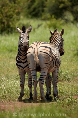 Africa;African-animals;African-wildlife;animal;animals;black-amp;-white;black-and-white;bottom;Burchells-zebra;Burchells-zebra;Equus-burchellii;Equus-quagga;Equus-quagga-burchellii;game-drive;game-park;game-parks;game-reserve;game-reserves;game-viewing;Great-Limpopo-Transfrontier-Park;Kruger;Kruger-N.P.;Kruger-National-Park;Kruger-NP;Kruger-reserve;Kruger-to-Canyons-Biosphere;mammal;mammals;national-park;national-parks;natural;nature;Plains-zebra;Plains-zebras;Republic-of-South-Africa;reserve;reserves;safari;safaris;South-Africa;South-African-Republic;Southern-Africa;stripe;stripes;stripped;wild;wilderness;wildlife;wildlife-park;wildlife-parks;wildlife-reserve;wildlife-reserves;zebra;zebras