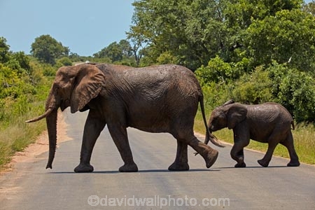 Africa;African;African-animals;African-bush-elephant;African-bush-elephants;African-elephant;African-elephants;African-wildlife;animal;animals;babies;baby;calf;calfs;calves;crossing;danger;elephant;elephants;game-drive;game-park;game-parks;game-reserve;game-reserves;game-viewing;Great-Limpopo-Transfrontier-Park;Kruger;Kruger-N.P.;Kruger-National-Park;Kruger-NP;Kruger-reserve;Kruger-to-Canyons-Biosphere;Loxodonta-africana;mammal;mammals;national-park;national-parks;natural;nature;pachyderm;pachyderms;Republic-of-South-Africa;reserve;reserves;road;roads;safari;safaris;South-Africa;South-African-Republic;Southern-Africa;tusk;tusks;wild;wilderness;wildlife;wildlife-park;wildlife-parks;wildlife-reserve;wildlife-reserves