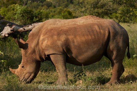 Africa;African;African-animals;African-wildlife;animal;animals;Ceratotherium-simum;Ceratotherium-simum-simum;endangered;endangered-species;endangered-wildlife;game-drive;game-park;game-parks;game-reserve;game-reserves;game-viewing;Great-Limpopo-Transfrontier-Park;horn;horns;Kruger;Kruger-N.P.;Kruger-National-Park;Kruger-NP;Kruger-reserve;Kruger-to-Canyons-Biosphere;mammal;mammals;national-park;national-parks;natural;nature;Republic-of-South-Africa;reserve;reserves;rhino;rhino-horn;rhinoceros;rhinoceroses;rhinos;safari;safaris;South-Africa;South-African-Republic;Southern-Africa;southern-square_lipped-rhinoceros;southern-square_lipped-rhinoceroses;southern-white-rhinoceros;southern-white-rhinoceroses;square_lipped-rhinoceros;square_lipped-rhinoceroses;threatened;threatened-species;threatened-wildlife;white-rhino;white-rhinoceros;white-rhinos;wild;wilderness;wildlife;wildlife-park;wildlife-parks;wildlife-reserve;wildlife-reserves