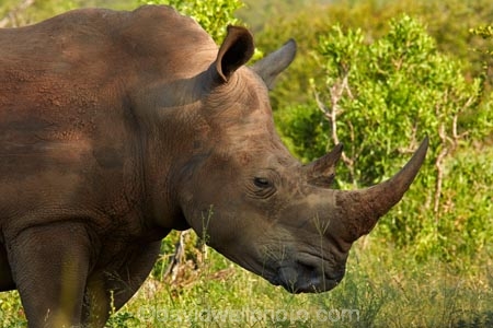 Africa;African;African-animals;African-wildlife;animal;animals;Ceratotherium-simum;Ceratotherium-simum-simum;endangered;endangered-species;endangered-wildlife;game-drive;game-park;game-parks;game-reserve;game-reserves;game-viewing;Great-Limpopo-Transfrontier-Park;horn;horns;Kruger;Kruger-N.P.;Kruger-National-Park;Kruger-NP;Kruger-reserve;Kruger-to-Canyons-Biosphere;mammal;mammals;national-park;national-parks;natural;nature;Republic-of-South-Africa;reserve;reserves;rhino;rhino-horn;rhinoceros;rhinoceroses;rhinos;safari;safaris;South-Africa;South-African-Republic;Southern-Africa;southern-square_lipped-rhinoceros;southern-square_lipped-rhinoceroses;southern-white-rhinoceros;southern-white-rhinoceroses;square_lipped-rhinoceros;square_lipped-rhinoceroses;threatened;threatened-species;threatened-wildlife;white-rhino;white-rhinoceros;white-rhinos;wild;wilderness;wildlife;wildlife-park;wildlife-parks;wildlife-reserve;wildlife-reserves