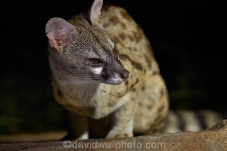 Africa;African;African-animals;African-wildlife;animal;animals;Cape-genet;Cape-genets;carnivore;carnivores;dark;evening;game-drive;game-drives;game-park;game-parks;game-reserve;game-reserves;game-viewing;genet;genets;Genetta-tigrina;Great-Limpopo-Transfrontier-Park;Kruger;Kruger-N.P.;Kruger-National-Park;Kruger-NP;Kruger-reserve;Kruger-to-Canyons-Biosphere;large-spotted-genet;large-spotted-genets;large_spotted-genet;large_spotted-genets;mammal;mammals;national-park;national-parks;natural;nature;night;night-drive;night-drives;night-game-drive;night-game-drives;night-time;night_time;nightfall;nocturnal;nocturnal-animals;predator;predators;Republic-of-South-Africa;reserve;reserves;safari;safaris;South-Africa;South-African;South-African-large_spotted-genet;South-African-Republic;Southern-Africa;spot_light;spot_lighting;spotlight;spotlighting;wild;wilderness;wildlife;wildlife-park;wildlife-parks;wildlife-reserve;wildlife-reserves