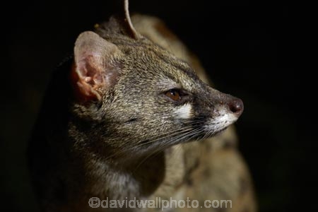 Africa;African;African-animals;African-wildlife;animal;animals;Cape-genet;Cape-genets;carnivore;carnivores;dark;evening;game-drive;game-drives;game-park;game-parks;game-reserve;game-reserves;game-viewing;genet;genets;Genetta-tigrina;Great-Limpopo-Transfrontier-Park;Kruger;Kruger-N.P.;Kruger-National-Park;Kruger-NP;Kruger-reserve;Kruger-to-Canyons-Biosphere;large-spotted-genet;large-spotted-genets;large_spotted-genet;large_spotted-genets;mammal;mammals;national-park;national-parks;natural;nature;night;night-drive;night-drives;night-game-drive;night-game-drives;night-time;night_time;nightfall;nocturnal;nocturnal-animals;predator;predators;Republic-of-South-Africa;reserve;reserves;safari;safaris;South-Africa;South-African;South-African-large_spotted-genet;South-African-Republic;Southern-Africa;spot_light;spot_lighting;spotlight;spotlighting;wild;wilderness;wildlife;wildlife-park;wildlife-parks;wildlife-reserve;wildlife-reserves