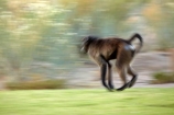 Africa;African;African-animals;African-wildlife;animal;animals;Augrabies-Falls;Augrabies-Falls-N.P.;Augrabies-Falls-National-Park;Augrabies-Falls-NP;baboon;baboons;blur;blurred;blurring;Cape-baboon;Cape-baboons;Chacma-baboon;Chacma-baboons;game-drive;game-park;game-parks;game-reserve;game-reserves;game-viewing;Gray_footed-chacma-baboon;mammal;mammals;monkey;monkeys;national-park;national-parks;natural;nature;Northern-Cape;Northern-Cape-Province;Papio-ursinus;Papio-ursinus-griseipes;primate;primates;Republic-of-South-Africa;reserve;reserves;safari;safaris;slow-motion;South-Africa;South-African-Republic;Southern-Africa;wild;wilderness;wildlife;wildlife-park;wildlife-parks;wildlife-reserve;wildlife-reserves