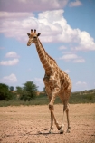 Africa;African;African-wildlife;Angolan-giraffe;animal;animals;Botswana;desert;deserts;game-drive;game-viewing;Gemsbok-National-Park;Giraffa-camelopardalis;Giraffa-camelopardalis-angolensis;giraffe;giraffes;herd;herds;Kalahari-Desert;Kalahari-Gemsbok-N.P.;Kalahari-Gemsbok-National-Park;Kalahari-Gemsbok-NP;Kgalagadi;Kgalagadi-Park;Kgalagadi-Transfrontier-Park;mammal;mammals;national-park;national-parks;natural;nature;park;parks;Republic-of-South-Africa;reserve;reserves;safari;safaris;South-Africa;South-African-Republic;Southern-Africa;tall;wild;wilderness;wildlife