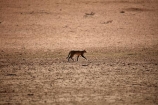 Africa;African;African-animals;African-wild-cat;African-wild-cats;African-wildcat;African-wildcats;African-wildlife;animal;animals;carnivore;carnivores;cat;cats;desert;deserts;evening;feline;Felis-lybica;Felis-silvestris;Felis-silvestris-lybica;game-drive;game-drives;game-park;game-parks;game-reserve;game-reserves;Gemsbok-National-Park;Kalahari-Desert;Kalahari-Gemsbok-N.P.;Kalahari-Gemsbok-National-Park;Kalahari-Gemsbok-NP;Kgalagadi;Kgalagadi-Park;Kgalagadi-Transfrontier-Park;mammal;mammals;national-park;national-parks;park;parks;Republic-of-South-Africa;safari;safaris;South-Africa;South-African-Republic;Southern-Africa;wild;wild-cat;wild-cats;wildcat;wildcats;wilderness;wildlife;wildlife-park;wildlife-parks;wildlife-reserve;wildlife-reserves