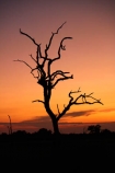 Africa;dead-tree;dead-trees;dusk;evening;game-park;game-parks;game-reserve;game-reserves;Great-Limpopo-Transfrontier-Park;Kruger;Kruger-N.P.;Kruger-National-Park;Kruger-NP;Kruger-reserve;Kruger-to-Canyons-Biosphere;national-park;national-parks;night;night_time;nightfall;Republic-of-South-Africa;reserve;reserves;safari;safaris;South-Africa;South-African-Republic;Southern-Africa;sunset;sunsets;tree;trees;twilight;wildlife-park;wildlife-parks;wildlife-reserve;wildlife-reserves