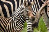 Africa;African;African-animals;African-wildlife;animal;animals;baby;black-amp;-white;black-and-white;Burchells-zebra;Burchells-zebra;calf;calves;Equus-burchellii;Equus-quagga;Equus-quagga-burchellii;foal;foals;game-drive;game-park;game-parks;game-reserve;game-reserves;game-viewing;Great-Limpopo-Transfrontier-Park;Kruger;Kruger-N.P.;Kruger-National-Park;Kruger-NP;Kruger-reserve;Kruger-to-Canyons-Biosphere;mammal;mammals;national-park;national-parks;natural;nature;Plains-zebra;Plains-zebras;Republic-of-South-Africa;reserve;reserves;safari;safaris;South-Africa;South-African-Republic;Southern-Africa;stripe;stripes;stripped;wild;wilderness;wildlife;wildlife-park;wildlife-parks;wildlife-reserve;wildlife-reserves;young;zebra;zebras