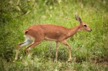 Africa;African;African-animals;African-wildlife;animal;animals;antelope;antelopes;game-drive;game-park;game-parks;game-reserve;game-reserves;game-viewing;Great-Limpopo-Transfrontier-Park;Kruger;Kruger-N.P.;Kruger-National-Park;Kruger-NP;Kruger-reserve;Kruger-to-Canyons-Biosphere;mammal;mammals;national-park;national-parks;natural;nature;Raphicerus-campestris;Republic-of-South-Africa;reserve;reserves;safari;safaris;small-antelope;small-antelopes;South-Africa;South-African-Republic;Southern-Africa;Steenbok;Steenboks;wild;wilderness;wildlife;wildlife-park;wildlife-parks;wildlife-reserve;wildlife-reserves