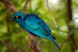 Africa;African;African-animals;African-wildlife;Animal;animals;avian;bird;bird-spotting;bird-watching;bird_watching;birds;Blue_eared-Glossy_starling;Blue_eared-Glossy_starlings;Blue_eared-Starling;Blue_eared-Starlings;eco-tourism;eco_tourism;ecotourism;Fauna;game-drive;game-park;game-parks;game-reserve;game-reserves;game-viewing;Glossy-starling;Glossy-starlings;Great-Limpopo-Transfrontier-Park;Greater-Blue-eared-Glossy-starling;Greater-Blue-eared-Glossy-starlings;Greater-Blue-eared-Starling;Greater-Blue-eared-Starlings;Greater-Blue_eared-Glossy_starling;Greater-Blue_eared-Glossy_starlings;Greater-Blue_eared-Starling;Greater-Blue_eared-Starlings;Kruger;Kruger-N.P.;Kruger-National-Park;Kruger-NP;Kruger-reserve;Kruger-to-Canyons-Biosphere;Lamprotornis-chalybaeus;national-park;national-parks;Natural;nature;Ornithology;Republic-of-South-Africa;reserve;reserves;safari;safaris;South-Africa;South-African-Republic;Southern-Africa;starling;starlings;wild;wilderness;wildlife;wildlife-park;wildlife-parks;wildlife-reserve;wildlife-reserves