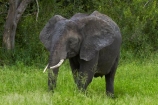 Africa;African-animals;African-bush-elephant;African-bush-elephants;African-elephant;African-elephants;African-wildlife;animal;animals;elephant;elephants;game-drive;game-park;game-parks;game-reserve;game-reserves;game-viewing;Great-Limpopo-Transfrontier-Park;Kruger;Kruger-N.P.;Kruger-National-Park;Kruger-NP;Kruger-reserve;Kruger-to-Canyons-Biosphere;Loxodonta-africana;mammal;mammals;national-park;national-parks;natural;nature;pachyderm;pachyderms;Republic-of-South-Africa;reserve;reserves;South-Africa;South-African-Republic;Southern-Africa;tusk;tusks;wild;wilderness;wildlife;wildlife-park;wildlife-parks;wildlife-reserve;wildlife-reserves