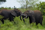 Africa;African-animals;African-bush-elephant;African-bush-elephants;African-elephant;African-elephants;African-wildlife;animal;animals;elephant;elephant-fight;elephants;elephants-fighting;fight;fighting;game-drive;game-park;game-parks;game-reserve;game-reserves;game-viewing;Great-Limpopo-Transfrontier-Park;Kruger;Kruger-N.P.;Kruger-National-Park;Kruger-NP;Kruger-reserve;Kruger-to-Canyons-Biosphere;Loxodonta-africana;mammal;mammals;national-park;national-parks;natural;nature;pachyderm;pachyderms;Republic-of-South-Africa;reserve;reserves;South-Africa;South-African-Republic;Southern-Africa;spar;sparring;tusk;tusks;wild;wilderness;wildlife;wildlife-park;wildlife-parks;wildlife-reserve;wildlife-reserves