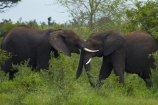 Africa;African-animals;African-bush-elephant;African-bush-elephants;African-elephant;African-elephants;African-wildlife;animal;animals;elephant;elephant-fight;elephants;elephants-fighting;fight;fighting;game-drive;game-park;game-parks;game-reserve;game-reserves;game-viewing;Great-Limpopo-Transfrontier-Park;Kruger;Kruger-N.P.;Kruger-National-Park;Kruger-NP;Kruger-reserve;Kruger-to-Canyons-Biosphere;Loxodonta-africana;mammal;mammals;national-park;national-parks;natural;nature;pachyderm;pachyderms;Republic-of-South-Africa;reserve;reserves;South-Africa;South-African-Republic;Southern-Africa;spar;sparring;wild;wilderness;wildlife;wildlife-park;wildlife-parks;wildlife-reserve;wildlife-reserves