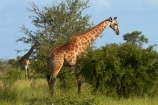 Africa;African-animals;African-wildlife;animal;animals;game-drive;game-park;game-parks;game-reserve;game-reserves;game-viewing;Giraffa-camelopardalis;Giraffa-camelopardalis-giraffa;giraffe;giraffes;Great-Limpopo-Transfrontier-Park;Kruger;Kruger-N.P.;Kruger-National-Park;Kruger-NP;Kruger-reserve;Kruger-to-Canyons-Biosphere;mammal;mammals;national-park;national-parks;natural;nature;Republic-of-South-Africa;reserve;reserves;South-Africa;South-African-Giraffe;South-African-Giraffes;South-African-Republic;Southern-Africa;wild;wilderness;wildlife;wildlife-park;wildlife-parks;wildlife-reserve;wildlife-reserves