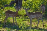 Aepyceros-melampus;Aepyceros-melampus-melampus;Africa;African-animals;African-wildlife;animal;animals;antelope;antelopes;game-drive;game-park;game-parks;game-reserve;game-reserves;game-viewing;Great-Limpopo-Transfrontier-Park;impala;impalas;Kruger;Kruger-N.P.;Kruger-National-Park;Kruger-NP;Kruger-reserve;Kruger-to-Canyons-Biosphere;male;male-impala;male-impalas;males;mammal;mammals;national-park;national-parks;natural;nature;Republic-of-South-Africa;reserve;reserves;South-Africa;South-African-Republic;Southern-Africa;wild;wilderness;wildlife;wildlife-park;wildlife-parks;wildlife-reserve;wildlife-reserves
