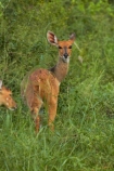Africa;African;African-animals;African-wildlife;animal;animals;antelope;antelopes;bushbuck;bushbucks;game-park;game-parks;game-reserve;game-reserves;Great-Limpopo-Transfrontier-Park;imbabala;Kruger;Kruger-N.P.;Kruger-National-Park;Kruger-NP;Kruger-reserve;Kruger-to-Canyons-Biosphere;mammal;mammals;national-park;national-parks;Republic-of-South-Africa;South-Africa;South-African-Republic;Southern-Africa;Tragelaphus-sylvaticus;wildlife;wildlife-park;wildlife-parks;wildlife-reserve;wildlife-reserves