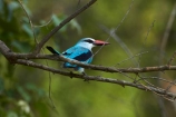 Halcyon-senegalensis;Africa;Animal;animals;avian;bird;bird-spotting;bird-watching;bird_watching;birds;eco-tourism;eco_tourism;ecotourism;Fauna;game-park;game-parks;game-reserve;game-reserves;Great-Limpopo-Transfrontier-Park;Kingfisher;Kingfishers;Kruger;Kruger-N.P.;Kruger-National-Park;Kruger-NP;Kruger-reserve;Kruger-to-Canyons-Biosphere;national-park;national-parks;Natural;Nature;Ornithology;Republic-of-South-Africa;South-Africa;South-African-Republic;Southern-Africa;wild;wildlife;wildlife-park;wildlife-parks;wildlife-reserve;wildlife-reserves;Woodland-Kingfisher;Woodland-Kingfishers