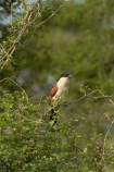 Africa;African;African-animals;African-wildlife;Animal;animals;avian;bird;bird-spotting;bird-watching;bird_watching;birds;Burchells-Coucal;Burchells-Coucals;Burchells-Coucal;Burchells-Coucals;Centropus-burchelli;Centropus-superciliosus;Centropus-superciliosus-burchelli;coucal;coucals;eco-tourism;eco_tourism;ecotourism;Fauna;game-park;game-parks;game-reserve;game-reserves;Great-Limpopo-Transfrontier-Park;Kruger;Kruger-N.P.;Kruger-National-Park;Kruger-NP;Kruger-reserve;Kruger-to-Canyons-Biosphere;national-park;national-parks;Natural;Nature;Ornithology;Republic-of-South-Africa;South-Africa;South-African-Republic;Southern-Africa;White-browed-Coucal;White-browed-Coucals;White_browed-Coucal;White_browed-Coucals;wild;wildlife;wildlife-park;wildlife-parks;wildlife-reserve;wildlife-reserves