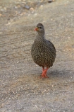 Africa;African;African-animals;African-wildlife;Animal;animals;avian;bird;bird-spotting;bird-watching;bird_watching;birds;eco-tourism;eco_tourism;ecotourism;Fauna;Francolin;Francolins;game-park;game-parks;game-reserve;game-reserves;Great-Limpopo-Transfrontier-Park;Kruger;Kruger-N.P.;Kruger-National-Park;Kruger-NP;Kruger-reserve;Kruger-to-Canyons-Biosphere;Natal-Francolin;Natal-Francolins;Natal-Spurfowl;Natal-Spurfowls;national-park;national-parks;Natural;Nature;Ornithology;Pternistis-natalensis;Republic-of-South-Africa;South-Africa;South-African-Republic;Southern-Africa;Spurfowl;Spurfowls;wild;wildlife;wildlife-park;wildlife-parks;wildlife-reserve;wildlife-reserves