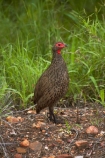 Africa;Animal;animals;avian;bird;bird-spotting;bird-watching;bird_watching;birds;eco-tourism;eco_tourism;ecotourism;Fauna;Francolin;Francolins;game-park;game-parks;game-reserve;game-reserves;Great-Limpopo-Transfrontier-Park;Kruger;Kruger-N.P.;Kruger-National-Park;Kruger-NP;Kruger-reserve;Kruger-to-Canyons-Biosphere;national-park;national-parks;Natural;Nature;Ornithology;Phasianidae;Pternistis-swainsonii;Republic-of-South-Africa;South-Africa;South-African-Republic;Southern-Africa;Spurfowl;Spurfowls;Swainsons-Francolin;Swainsons-Francolins;Swainsons-Spurfowl;Swainsons-Spurfowls;Swainsons-Francolin;Swainsons-Francolins;Swainsons-Spurfowl;Swainsons-Spurfowls;wild;wildlife;wildlife-park;wildlife-parks;wildlife-reserve;wildlife-reserves