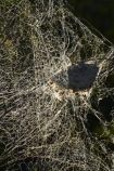 Africa;cobweb;cobwebs;game-park;game-parks;game-reserve;game-reserves;giant-spider-web;giant-spider-webs;Great-Limpopo-Transfrontier-Park;Kruger;Kruger-N.P.;Kruger-National-Park;Kruger-NP;Kruger-reserve;Kruger-to-Canyons-Biosphere;national-park;national-parks;Republic-of-South-Africa;South-Africa;South-African-Republic;Southern-Africa;spider-web;spider-webs;spiders-web;spiders-webs;spiderweb;spiderwebs;web;webs;wildlife-park;wildlife-parks;wildlife-reserve;wildlife-reserves