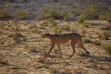 Acinonyx-jubatus;Africa;animal;animals;Botswana;carnivore;carnivores;cat;cats;Cheetah;Cheetahs;desert;deserts;feline;game-drive;game-viewing;Gemsbok-National-Park;hunter;hunters;Kalahari-Desert;Kalahari-Gemsbok-N.P.;Kalahari-Gemsbok-National-Park;Kalahari-Gemsbok-NP;Kgalagadi;Kgalagadi-Park;Kgalagadi-Transfrontier-Park;mammal;mammals;national-park;national-parks;natural;nature;park;parks;predator;predators;Republic-of-South-Africa;reserve;reserves;safari;safaris;South-Africa;South-African-Republic;Southern-Africa;spot;spots;spotted;wild;wilderness;wildlife