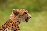 Acinonyx-jubatus;Africa;African;African-animals;African-wildlife;animal;animals;carnivore;carnivores;cat;cats;Cheetah;Cheetahs;fast;feline;game-drive;game-park;game-parks;game-reserve;game-reserves;game-viewing;Great-Limpopo-Transfrontier-Park;hunter;hunters;Kruger;Kruger-N.P.;Kruger-National-Park;Kruger-NP;Kruger-reserve;Kruger-to-Canyons-Biosphere;mammal;mammals;national-park;national-parks;natural;nature;predator;predators;Republic-of-South-Africa;reserve;reserves;safari;safaris;South-Africa;South-African-Republic;Southern-Africa;spot;spots;spotted;wild;wilderness;wildlife;wildlife-park;wildlife-parks;wildlife-reserve;wildlife-reserves