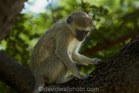 Africa;Chlorocebus-pygerythrus;Chlorocebus-pygerythrus-pygerythus;mammal;mammals;monkey;monkeys;primate;primates;Southern-Africa;V.F.;Vervet;Vervet-monkey;Vervet-monkeys;Vervets;VF;Vic-Falls;Vic.-Falls;Victoria-Falls;Victoria-Falls-Market;wildlife;Zimbabwe