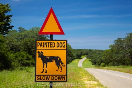 Africa;African-hunting-dog;African-hunting-dogs;African-wild-dog;African-wild-dogs;Cape-hunting-dog;Cape-hunting-dogs;game-park;game-parks;game-reserve;game-reserves;Hwange-N.P.;Hwange-National-Park;Hwange-NP;Lycaon-pictus;national-park;national-parks;ornate-wolf;ornate-wolfs;painted-dog;painted-dog-warning-sign;painted-dog-warning-signs;painted-dogs;painted-hunting-dog;painted-hunting-dogs;painted-wolf;painted-wolfs;road-sign;road-signs;road-warning-sign;road-warning-signs;sign;signs;Southern-Africa;spotted-dog;spotted-dogs;Wankie-Game-Reserve;warning-sign;warning-signs;wild-dog-warning-sign;wild-dog-warning-signs;wildlife-park;wildlife-parks;wildlife-reserve;wildlife-reserves;wildlife-sign;wildlife-signs;Zimbabwe