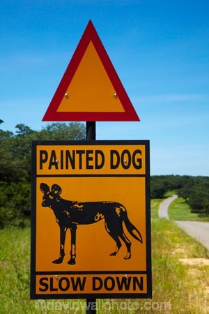 Africa;African-hunting-dog;African-hunting-dogs;African-wild-dog;African-wild-dogs;Cape-hunting-dog;Cape-hunting-dogs;game-park;game-parks;game-reserve;game-reserves;Hwange-N.P.;Hwange-National-Park;Hwange-NP;Lycaon-pictus;national-park;national-parks;ornate-wolf;ornate-wolfs;painted-dog;painted-dog-warning-sign;painted-dog-warning-signs;painted-dogs;painted-hunting-dog;painted-hunting-dogs;painted-wolf;painted-wolfs;road-sign;road-signs;road-warning-sign;road-warning-signs;sign;signs;Southern-Africa;spotted-dog;spotted-dogs;Wankie-Game-Reserve;warning-sign;warning-signs;wild-dog-warning-sign;wild-dog-warning-signs;wildlife-park;wildlife-parks;wildlife-reserve;wildlife-reserves;wildlife-sign;wildlife-signs;Zimbabwe