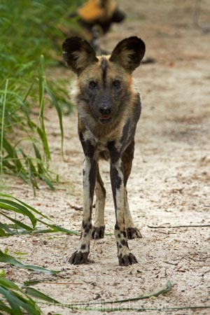 Africa;African-hunting-dog;African-hunting-dogs;African-wild-dog;African-wild-dogs;animal;animals;Cape-hunting-dog;Cape-hunting-dogs;carnivore;carnivores;game-park;game-parks;game-reserve;game-reserves;Hwange-N.P.;Hwange-National-Park;Hwange-NP;Lycaon-pictus;mammal;mammals;national-park;national-parks;ornate-wolf;ornate-wolfs;painted-dog;Painted-Dog-Conservation;Painted-Dog-Conservation-Project;painted-dogs;painted-hunting-dog;painted-hunting-dogs;painted-wolf;painted-wolfs;predator;predators;Southern-Africa;spotted-dog;spotted-dogs;Wankie-Game-Reserve;Wild-Dog-Conservation-Project-Hwange-National-Park;wildlife;wildlife-park;wildlife-parks;wildlife-reserve;wildlife-reserves;Zimbabwe
