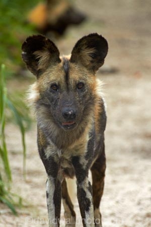 Africa;African-hunting-dog;African-hunting-dogs;African-wild-dog;African-wild-dogs;animal;animals;Cape-hunting-dog;Cape-hunting-dogs;carnivore;carnivores;game-park;game-parks;game-reserve;game-reserves;Hwange-N.P.;Hwange-National-Park;Hwange-NP;Lycaon-pictus;mammal;mammals;national-park;national-parks;ornate-wolf;ornate-wolfs;painted-dog;Painted-Dog-Conservation;Painted-Dog-Conservation-Project;painted-dogs;painted-hunting-dog;painted-hunting-dogs;painted-wolf;painted-wolfs;predator;predators;Southern-Africa;spotted-dog;spotted-dogs;Wankie-Game-Reserve;Wild-Dog-Conservation-Project-Hwange-National-Park;wildlife;wildlife-park;wildlife-parks;wildlife-reserve;wildlife-reserves;Zimbabwe