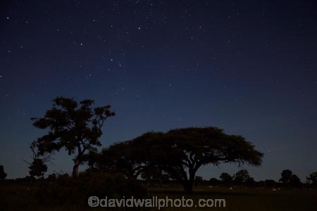 acacia;acacia-tree;acacia-trees;acacias;Africa;astronomy;celestial-bodies;constellation;constellations;dark;dusk;evening;game-park;game-parks;game-reserve;game-reserves;heavens;Hwange-N.P.;Hwange-National-Park;Hwange-NP;interstellar-cloud;milky-way;Milky-Way-Galaxy;national-park;national-parks;Ngweshla-Camp;Ngweshla-Picnic-Area;Ngweshla-Picnic-Site;night;night-sky;night-time;night_sky;night_time;nightfall;nightsky;Southern-Africa;star;star-gazing;starry;starry-night;stars;the-Galaxy;tree;trees;twilight;Wankie-Game-Reserve;wildlife-park;wildlife-parks;wildlife-reserve;wildlife-reserves;Zimbabwe