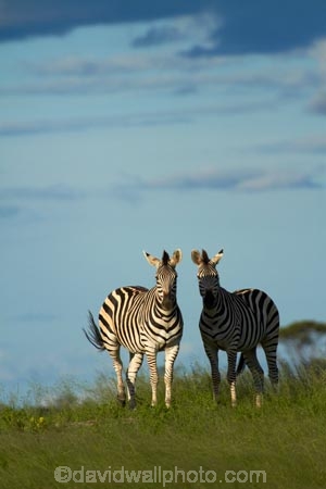 Africa;animal;animals;black-amp;-white;black-and-white;Chapmans-zebra;Chapmans-zebras;Chapmans-zebra;Chapmans-zebras;Equus-quagga;Equus-quagga-chapmani;game-park;game-parks;game-reserve;game-reserves;Hwange-N.P.;Hwange-National-Park;Hwange-NP;mammal;mammals;national-park;national-parks;plains-zebra;plains-zebras;Southern-Africa;Wankie-Game-Reserve;wildlife;wildlife-park;wildlife-parks;wildlife-reserve;wildlife-reserves;zebra;zebras;Zimbabwe